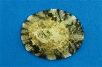 藏品(花笠螺)的圖片